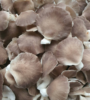 Coastal Kaps  - Oyster Mushrooms