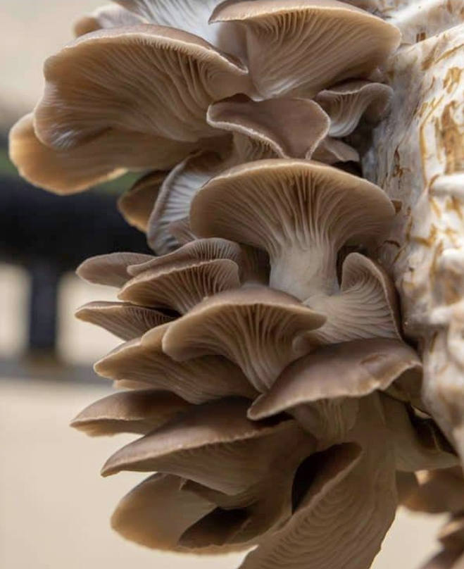 Coastal Kaps  - Oyster Mushrooms