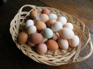 Free range eggs from Agreeable Nature