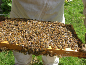 BL Beekeeping Honey
